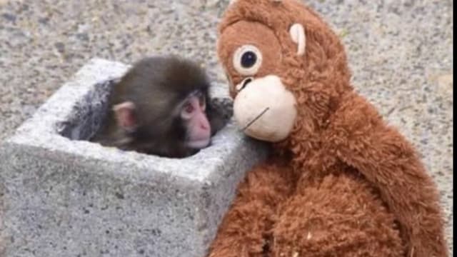 <ruby><rb><span class="unknown" word="市川">市川</span><span class="" word="市">市</span></rb><rt>いちかわし</rt></ruby><ruby><rb><span class="unknown" word="動植物">動植物</span><span class="jlpt-n1" word="園">園</span></rb><rt>どうしょくぶつえん</rt></ruby><span class="" word="の">の</span><ruby><rb><span class="jlpt-n4" word="子">子</span></rb><rt>こ</rt></ruby><span class="" word="ザ">ザ</span><span class="" word="ル">ル</span><span class="" word="と">と</span><span class="jlpt-n1" word="オレンジ">オレンジ</span><span class="" word="の">の</span><span class="" word="ぬ">ぬ</span><span class="" word="い">い</span><span class="" word="ぐ">ぐ</span><span class="" word="る">る</span><span class="" word="み">み</span>