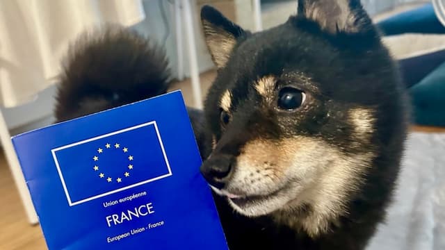 <ruby ><rb><span class="jlpt-n5" word="動物">動物</span><span class="jlpt-n1" word="福祉">福祉</span></rb><rt>どうぶつふくし</rt></ruby><ruby ><rb><span class="unknown" word="先進">先進</span><span class="jlpt-n5" word="国">国</span></rb><rt>せんしんこく</rt></ruby><span class="" word="フ">フ</span><span class="" word="ラ">ラ</span><span class="" word="ン">ン</span><span class="" word="ス">ス</span><span class="" word="に">に</span><span class="" word="お">お</span><span class="" word="け">け</span><span class="" word="る">る</span><span class="jlpt-n5" word="ペット">ペット</span><ruby ><rb><span class="jlpt-n1" word="飼育">飼育</span><span class="jlpt-n1" word="放棄">放棄</span></rb><rt>しいくほうき</rt></ruby><span class="" word="の">の</span><ruby ><rb><span class="jlpt-n3" word="現状">現状</span></rb><rt>げんじょう</rt></ruby><span class="" word="と">と</span><ruby ><rb><span class="jlpt-n3" word="制度">制度</span></rb><rt>せいど</rt></ruby><span class="" word="の">の</span><ruby ><rb><span class="jlpt-n2" word="矛盾">矛盾</span></rb><rt>むじゅん</rt></ruby>