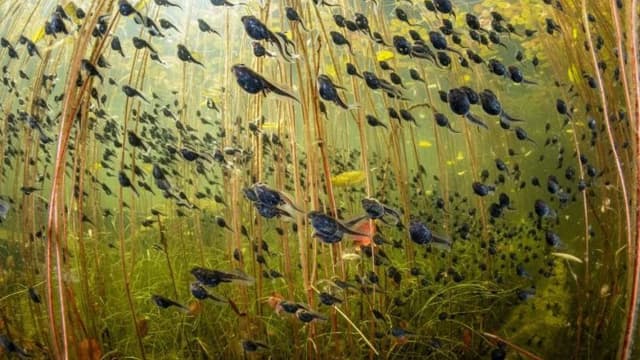 <ruby ><rb><span class="jlpt-n4" word="湖">湖</span></rb><rt>みずうみ</rt></ruby><span class="" word="で">で</span><ruby ><rb><span class="" word="見">見</span></rb><rt>み</rt></ruby><span class="" word="つ">つ</span><span class="" word="け">け</span><span class="" word="た">た</span><span class="" word="オ">オ</span><span class="" word="タ">タ</span><span class="" word="マ">マ</span><span class="" word="ジ">ジ</span><span class="" word="ャ">ャ</span><span class="" word="ク">ク</span><span class="" word="シ">シ</span><span class="" word="の">の</span><ruby ><rb><span class="jlpt-n5" word="写真">写真</span></rb><rt>しゃしん</rt></ruby><span class="" word="が">が</span><ruby ><rb><span class="unknown" word="大賞">大賞</span></rb><rt>たいしょう</rt></ruby><span class="" word="に">に</span>