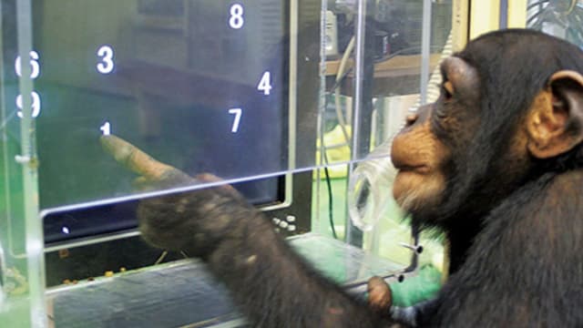 <ruby ><rb><span class="unknown" word="霊長">霊長</span><span class="jlpt-n1" word="類">類</span></rb><rt>れいちょうるい</rt></ruby><ruby ><rb><span class="unknown" word="認知">認知</span></rb><rt>にんち</rt></ruby><ruby ><rb><span class="jlpt-n4" word="科学">科学</span></rb><rt>かがく</rt></ruby><span class="" word="を">を</span><ruby ><rb><span class="" word="切">切</span></rb><rt>き</rt></ruby><span class="" word="り">り</span><ruby ><rb><span class="" word="拓">拓</span></rb><rt>ひら</rt></ruby><span class="" word="い">い</span><span class="" word="た">た</span><span class="" word="チ">チ</span><span class="" word="ン">ン</span><span class="" word="パ">パ</span><span class="" word="ン">ン</span><span class="" word="ジ">ジ</span><span class="" word="ー">ー</span><span class="" word="「">「</span><span class="" word="ア">ア</span><span class="" word="イ">イ</span><span class="" word="」">」</span>