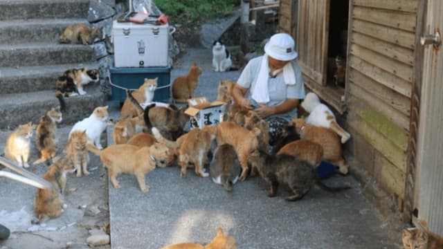 <ruby ><rb><span class="unknown" word="青島">青島</span></rb><rt>あおしま</rt></ruby><span class="" word="：">：</span><ruby ><rb><span class="jlpt-n5" word="猫">猫</span></rb><rt>ねこ</rt></ruby><span class="" word="が">が</span><span class="jlpt-n5" word="たくさん">たくさん</span><span class="" word="い">い</span><span class="" word="る">る</span><ruby ><rb><span class="" word="島">島</span></rb><rt>しま</rt></ruby>