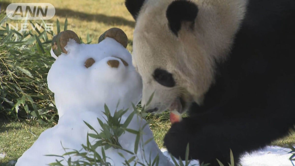 パンダにバレンタインの贈り物　和歌山アドベンチャーワールド