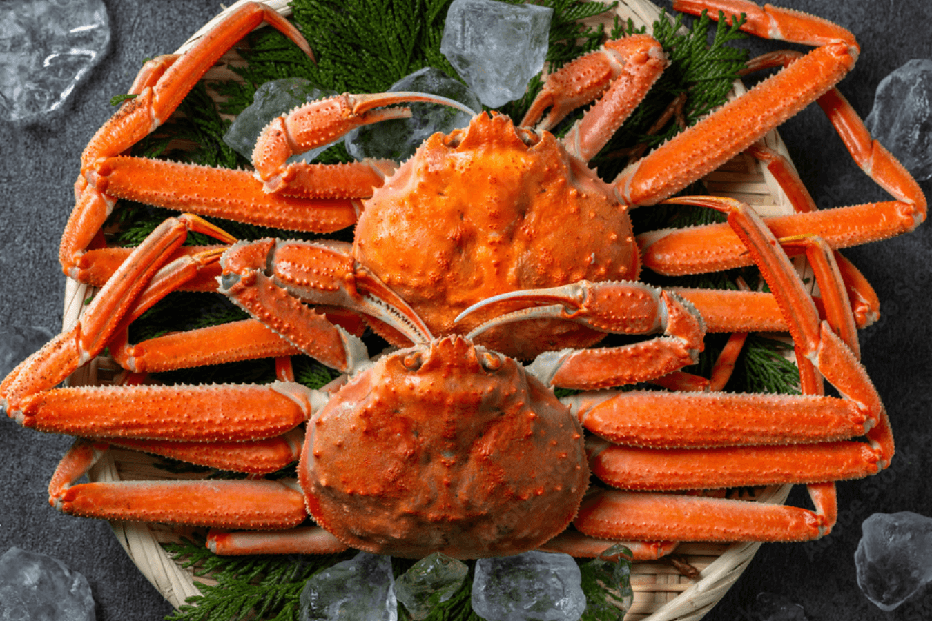 越前ガニ　冬の王様が福井県にやってくる！