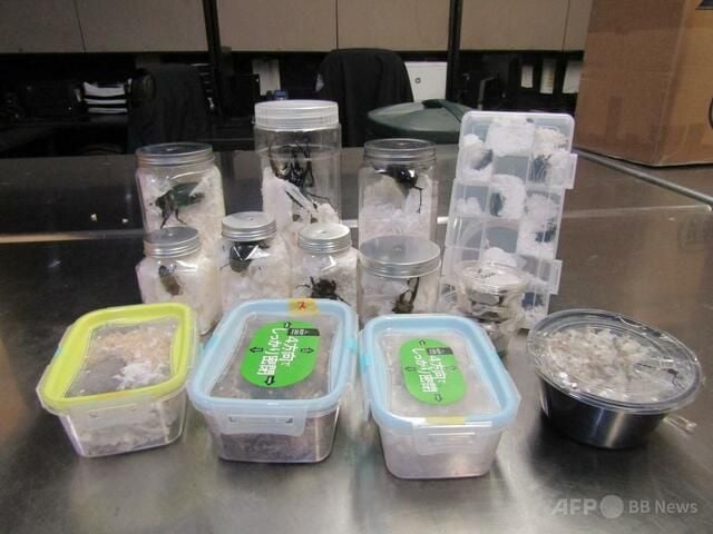 日本のお菓子に甲虫類37匹隠し密輸 米LA