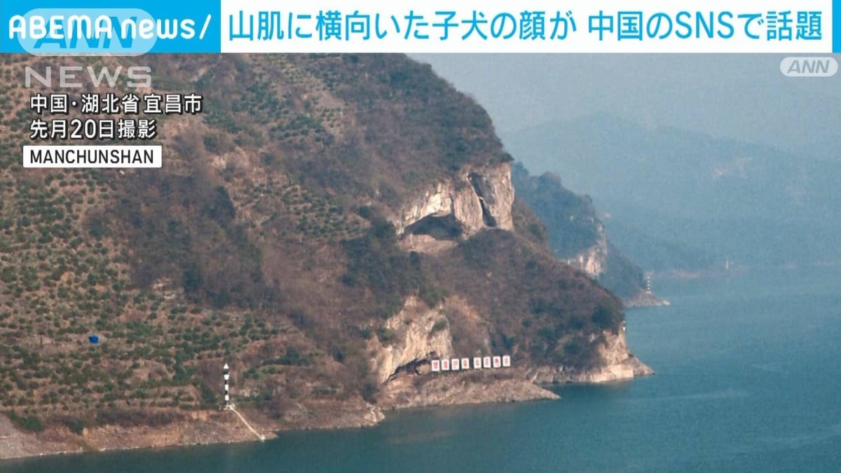 「子犬の山」が話題「とても不思議でかわいい」中国のSNS