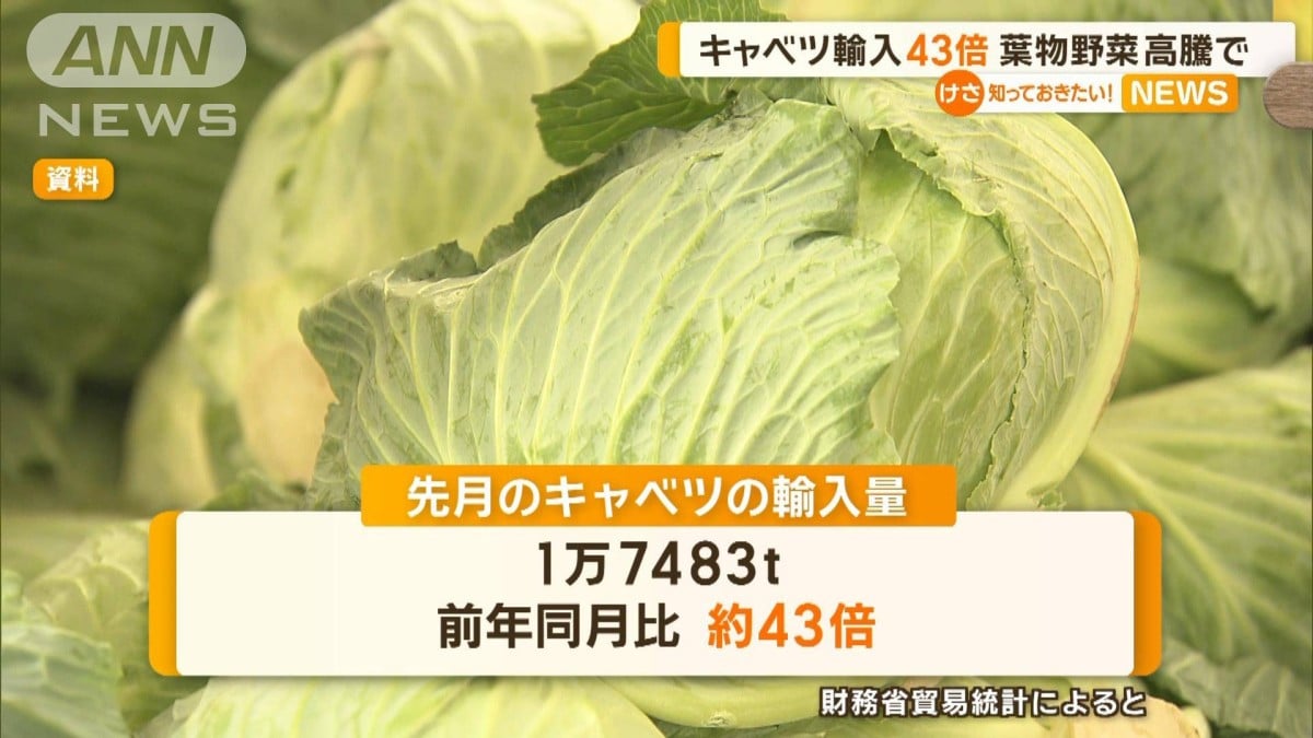 キャベツ輸入43倍　葉物野菜高騰で