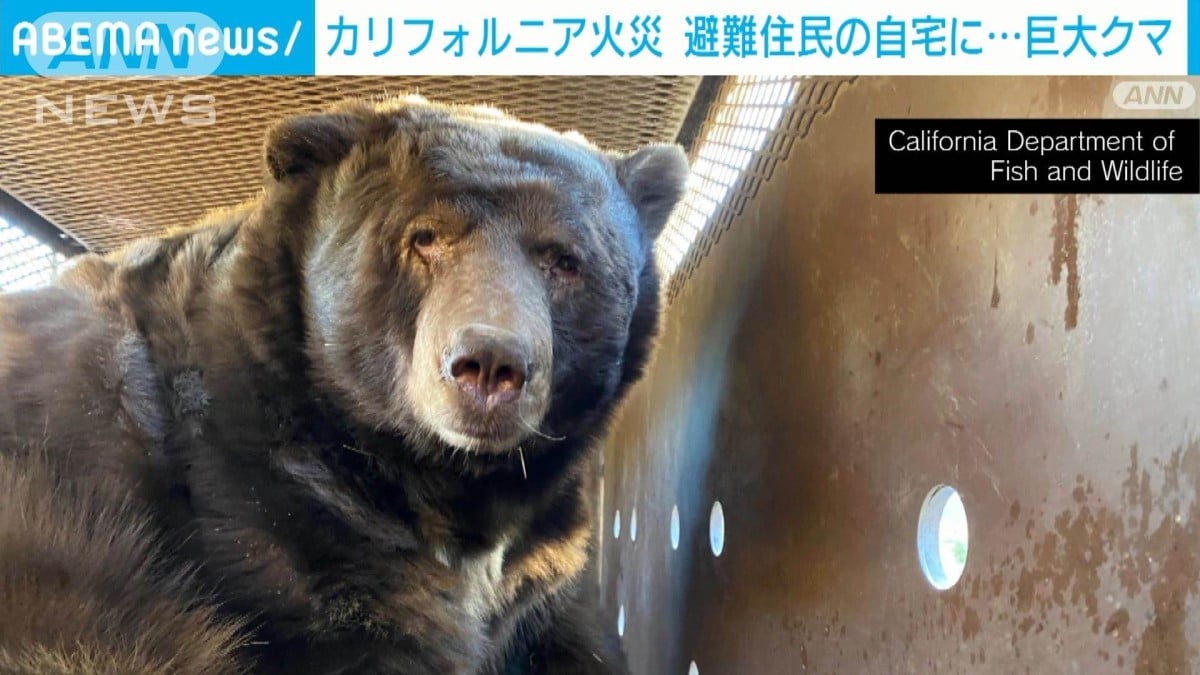 カリフォルニア大規模火災　避難先から自宅に戻ると待っていたのは…