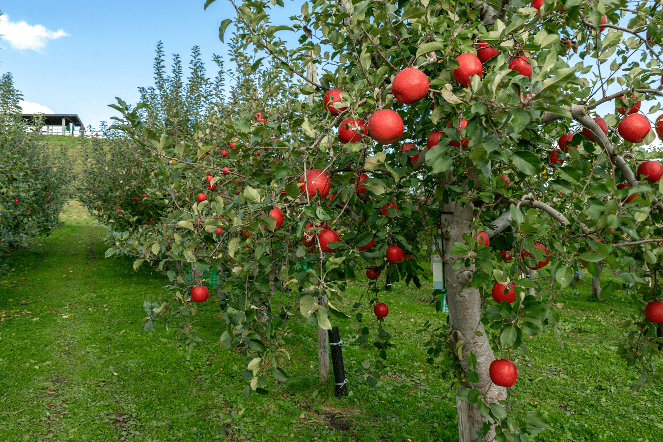 青森りんご　日本でいちばん甘い宝石