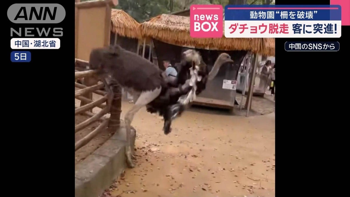 ダチョウが動物園からにげました