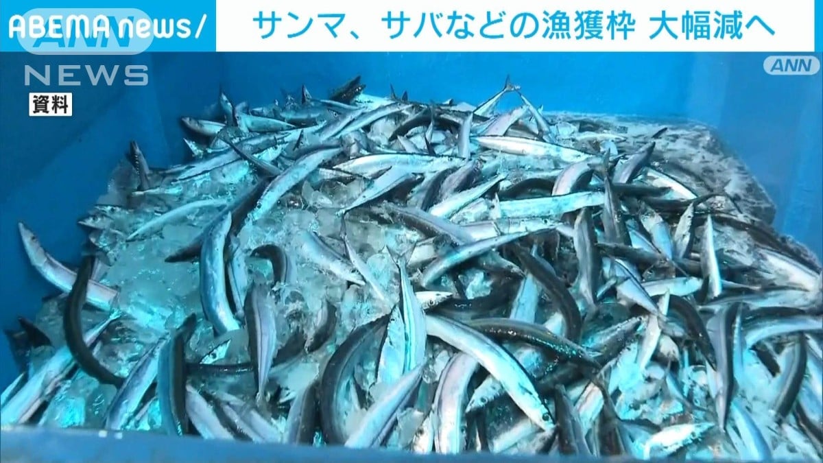 サンマとサバの漁獲枠が大きく減ります