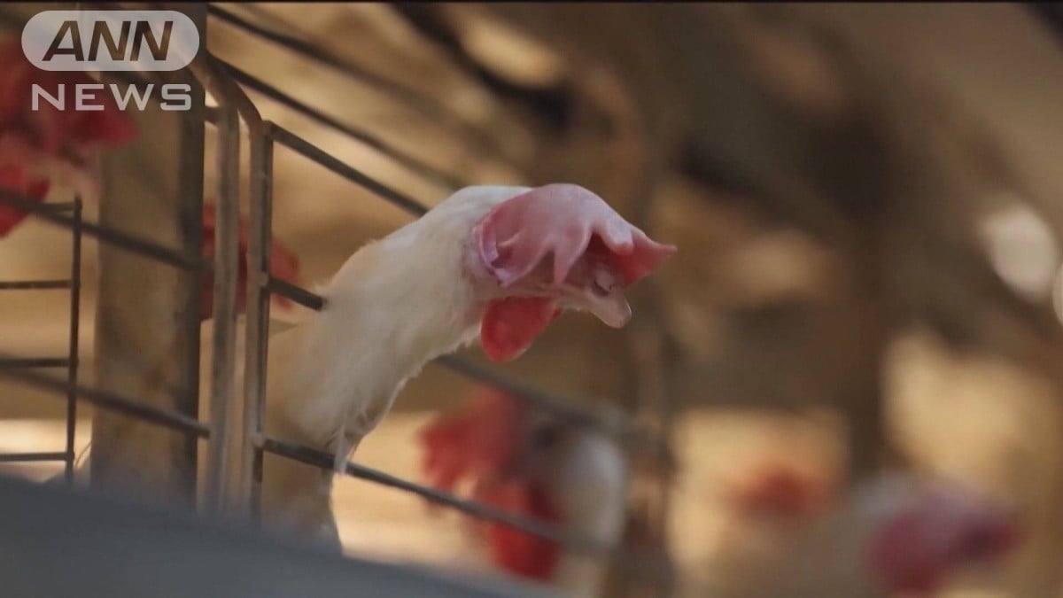 世界最大の鶏肉輸出国ブラジル