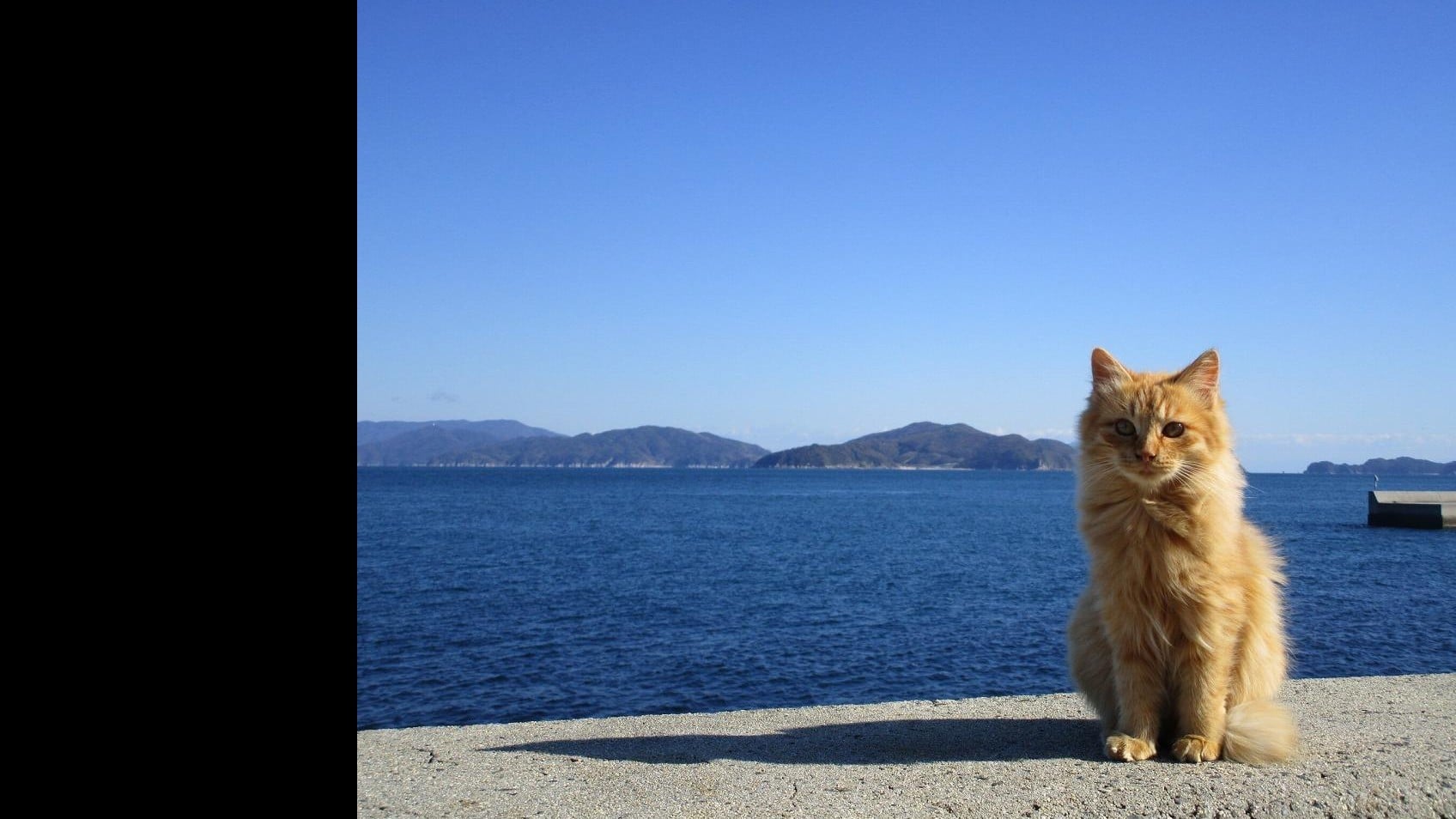 キプロス島で野良猫が多すぎる問題