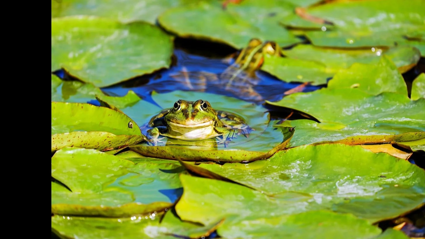 大坂とか京のかえる