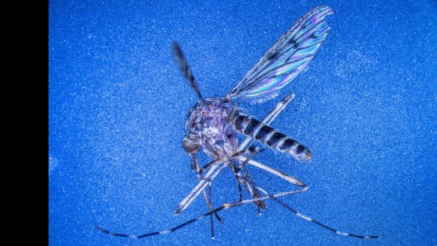 アイスランドにおける野生蚊初確認――定着の可能性と気候変動との関連性を探る