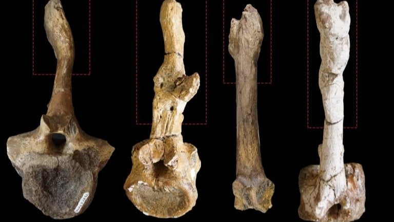 恐竜の性別は骨の傷で分かる？新しい研究