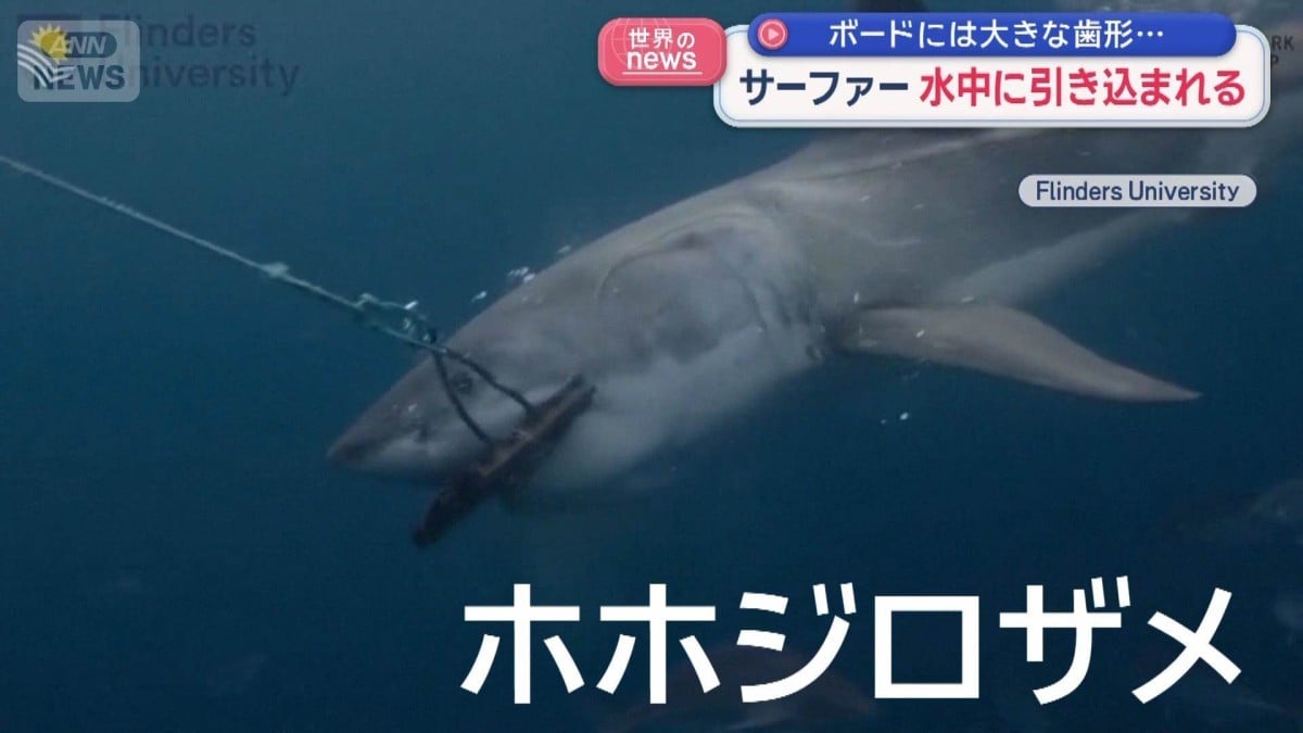 オーストラリアでサーファーがサメにおそわれる