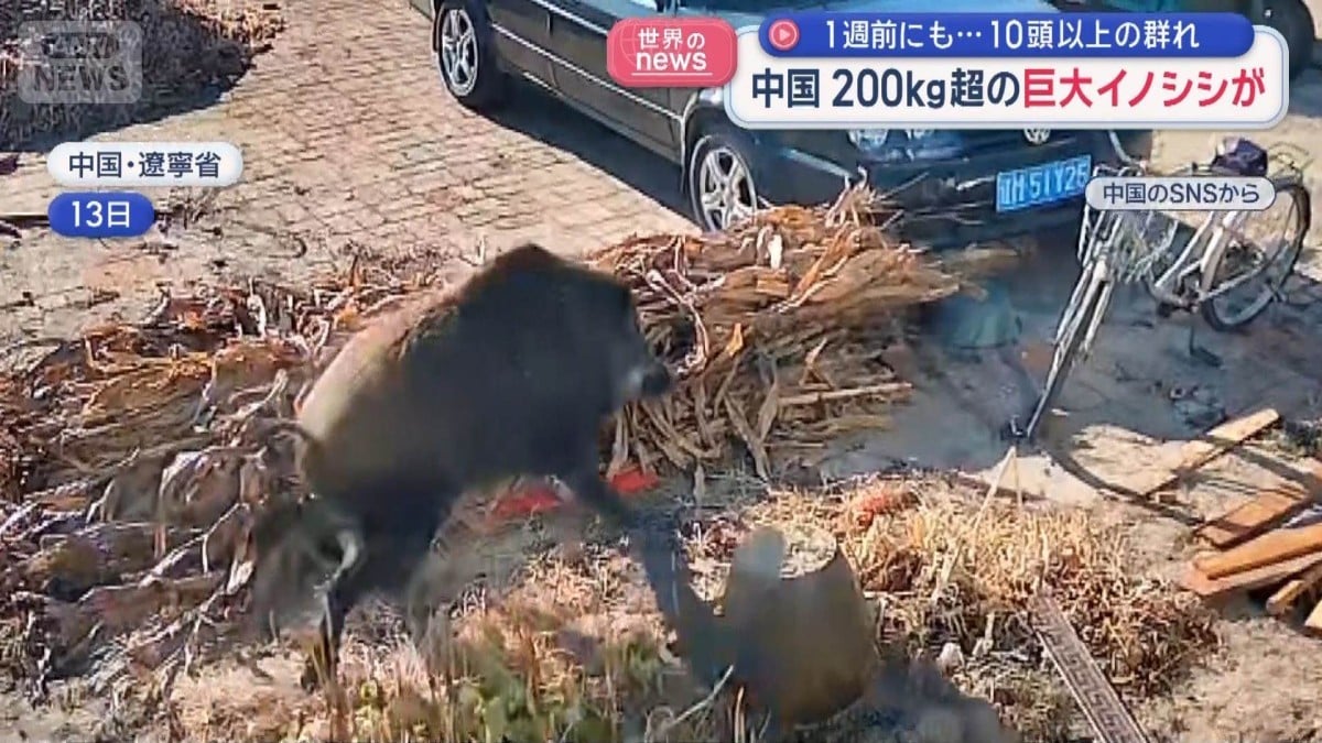 中国の村に大きなイノシシがあらわれました