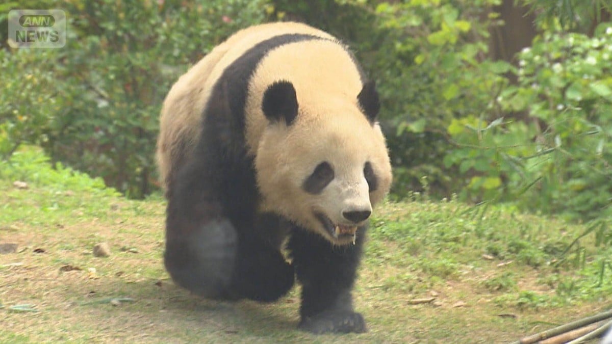 日本にパンダがいなくなるかもしれません