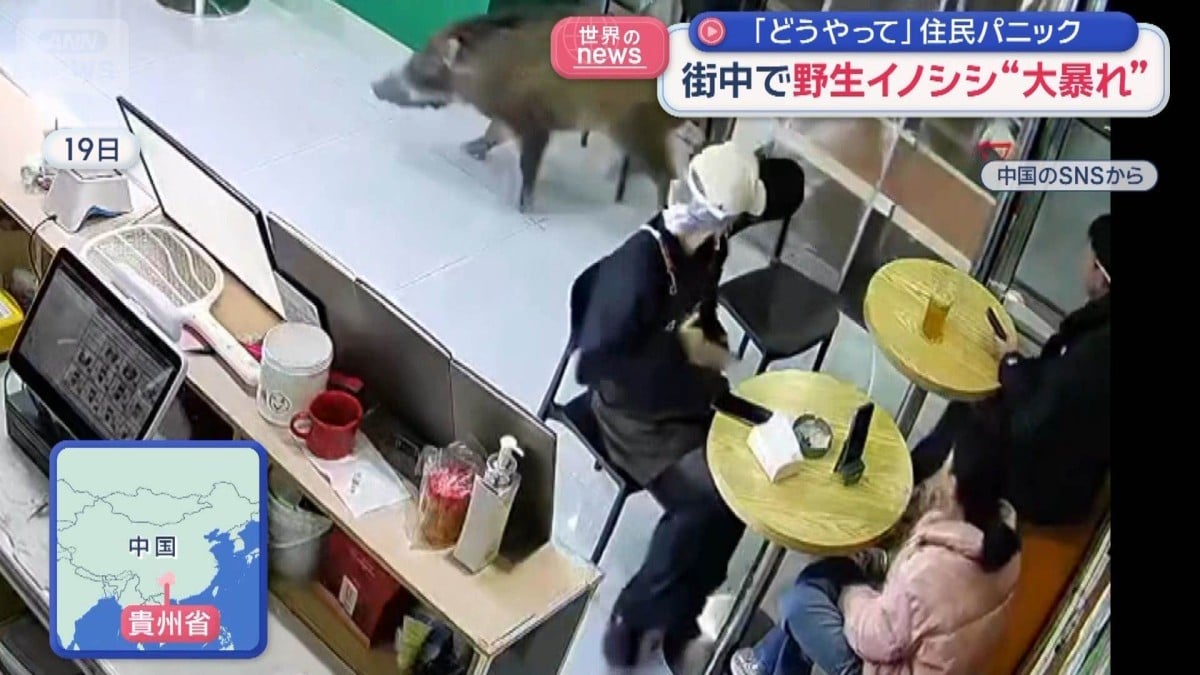 中国のまちにイノシシがきました