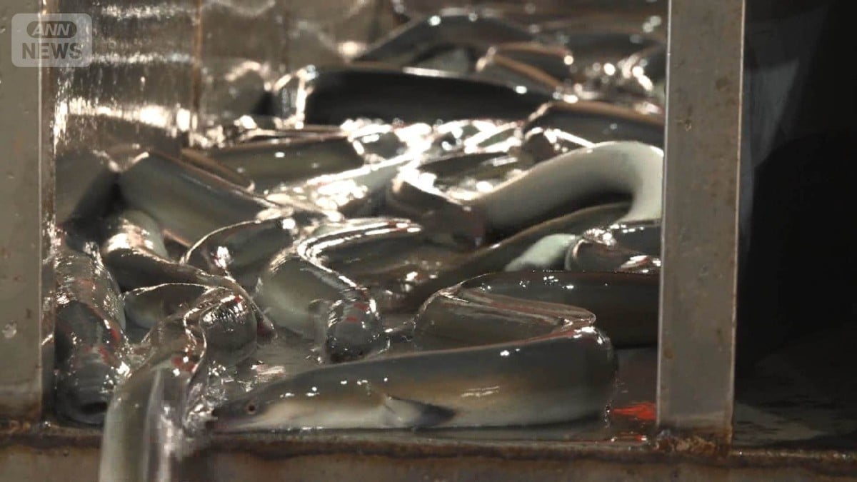 ウナギの国際会議　中国の会社は心配しています