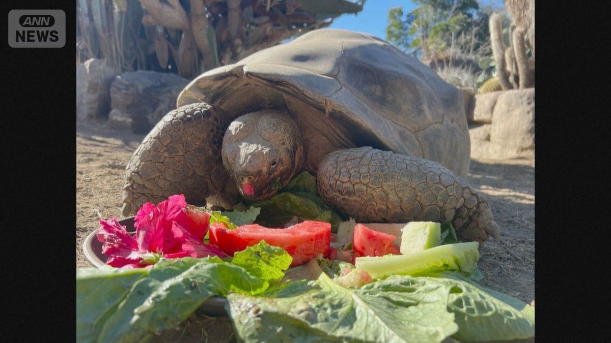 141さいのガラパゴスゾウガメ、アメリカの動物園で死ぬ