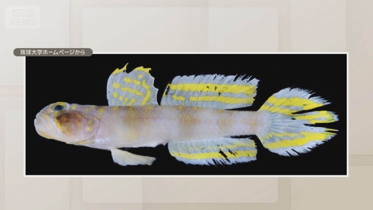 沖縄で新しいハゼが見つかる　名前は「スーパーサイヤン」