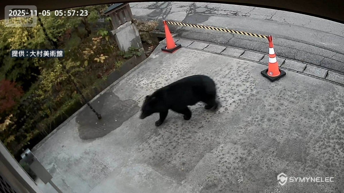 クマが出たときのための新しい保険