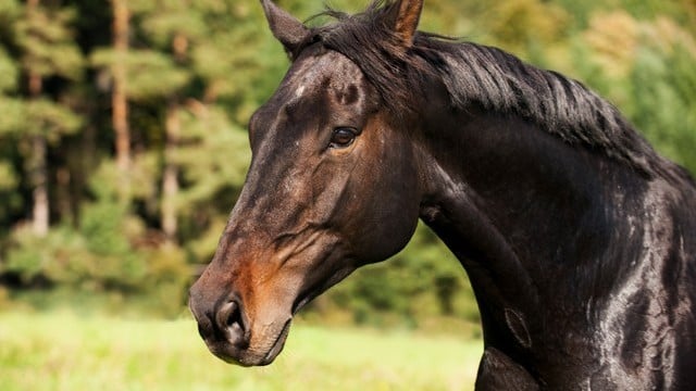 ドイツのとても小さい馬、世界一に！