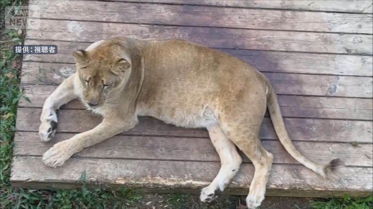 札幌の動物園に東京の会社が助けを出す