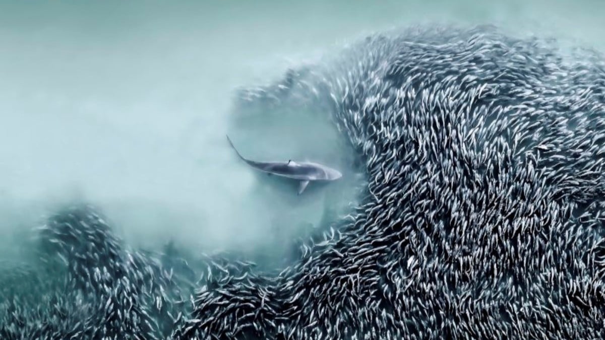 国際航空写真コンテストの初代受賞作品