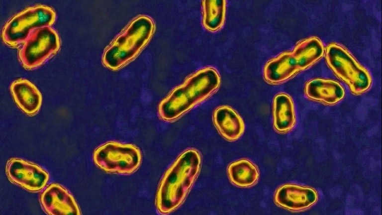 黒死病と火山の噴火：新しい研究の発見