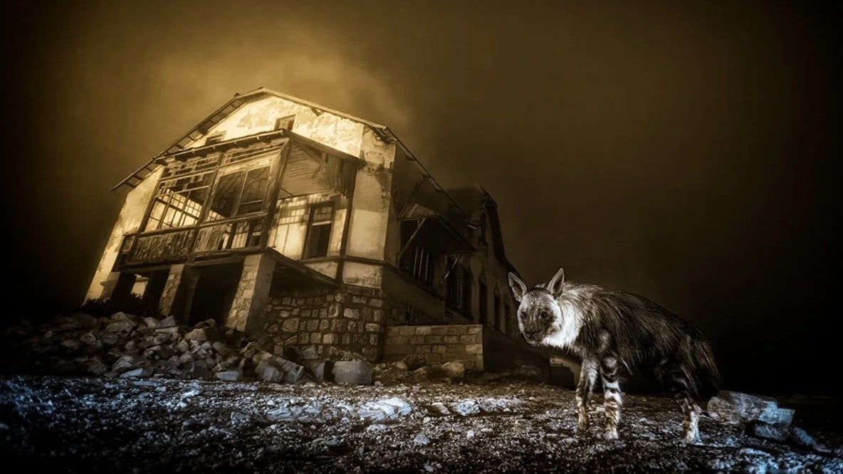 野生動物の写真コンテストでハイエナの写真が一番になりました