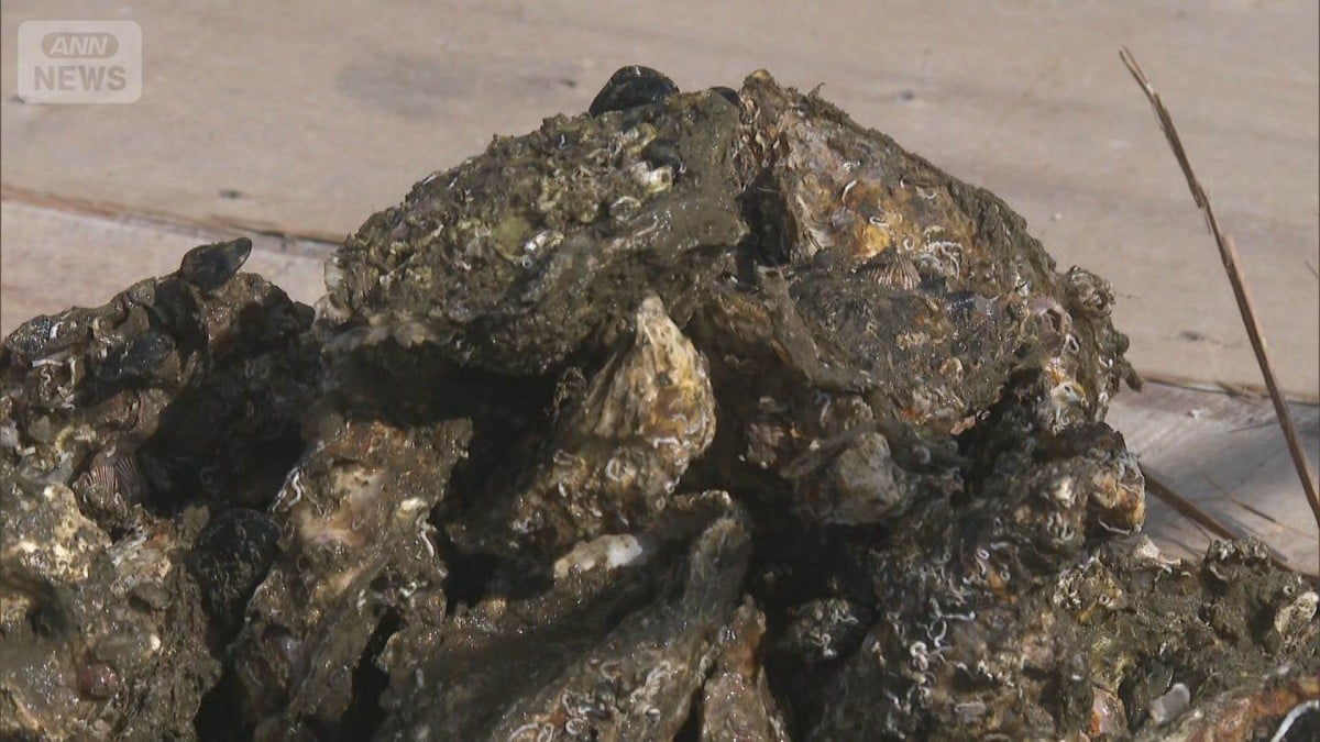 瀬戸内海のカキがたくさん死んだため、養殖業者を助ける新しい支援