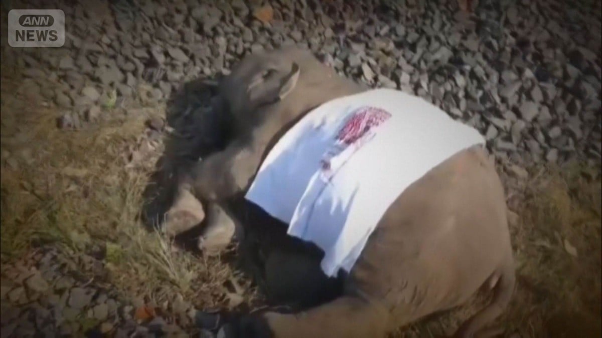 インドでゾウと電車がぶつかる