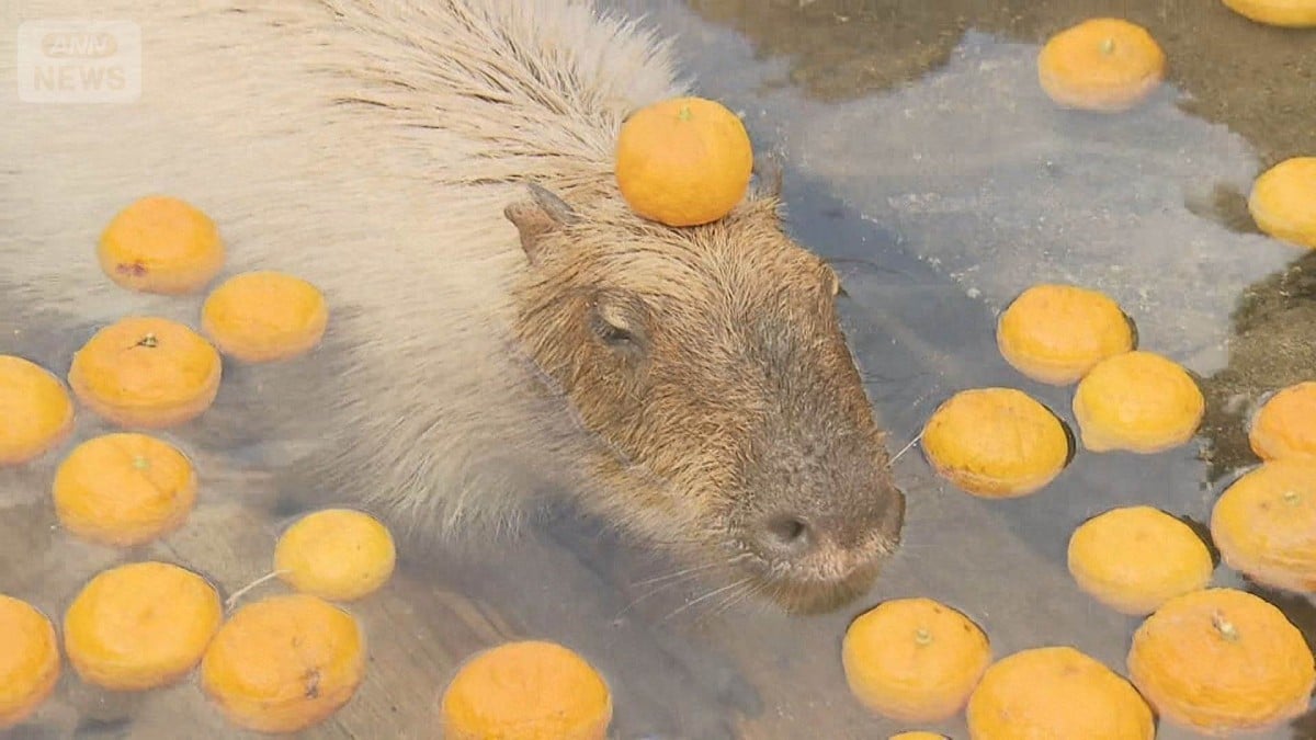 栃木県那須町 - カピバラがゆずのおふろに入ります