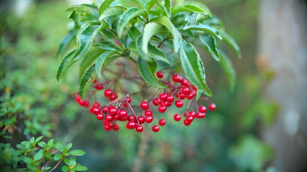 日本のまん両の木