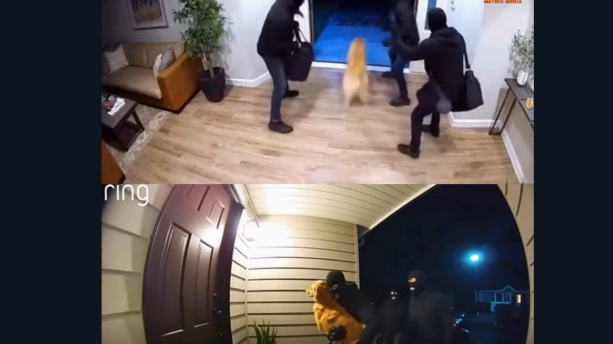 犬が家族を守った話