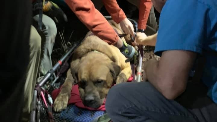 大きい犬と山にのぼる