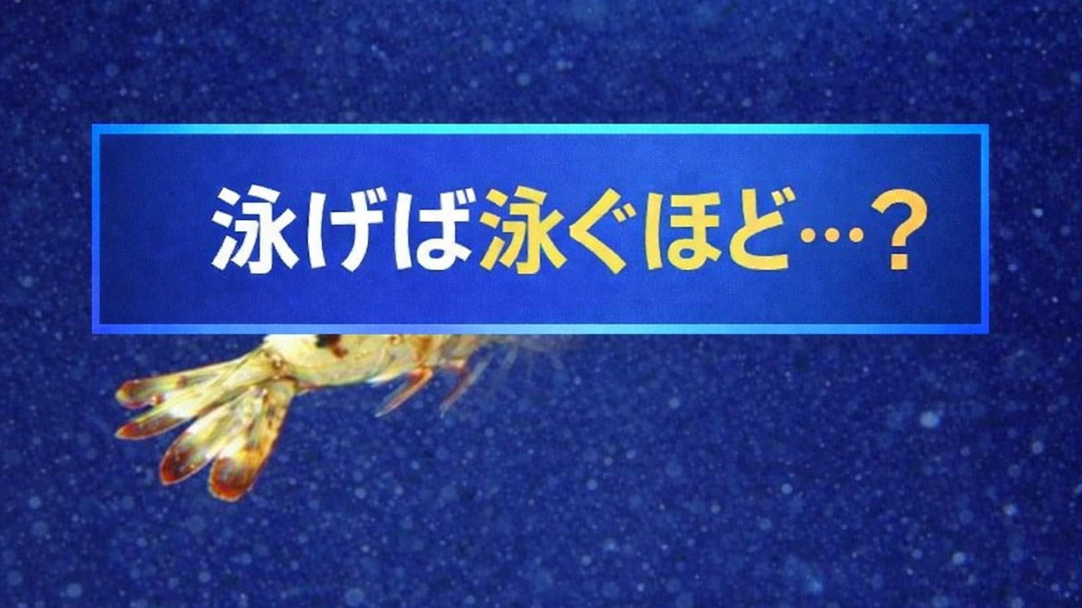 泳げば泳ぐほど…？