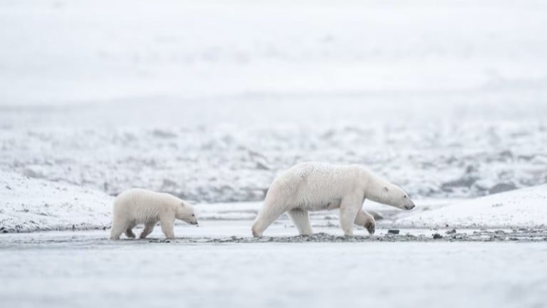 ノルウェーのホッキョクグマが太っている理由