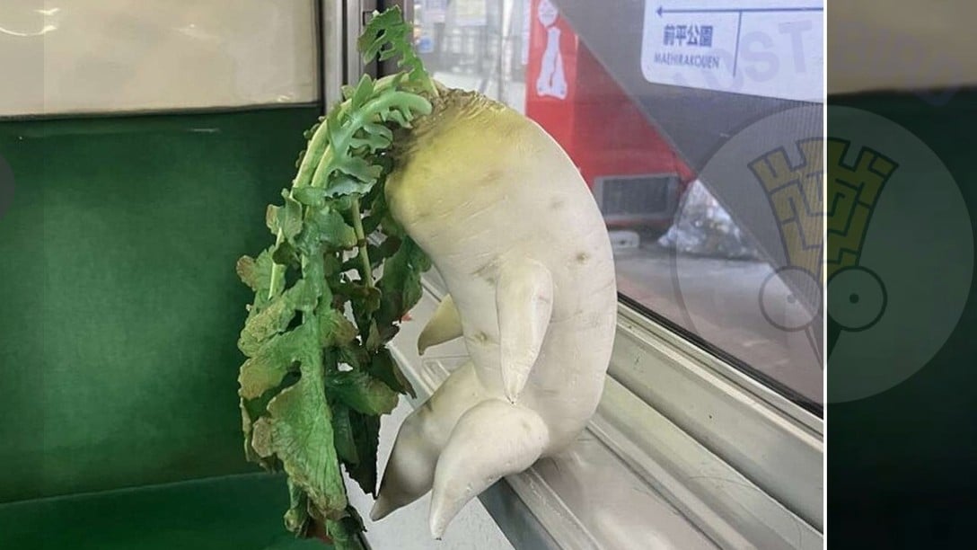 岐阜の電車にあるおもしろい大根