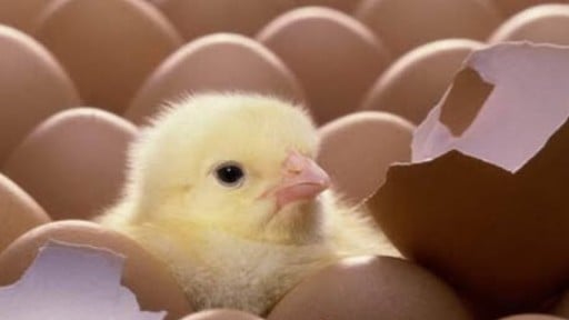 AIで卵の性別を早く知る新しい技術