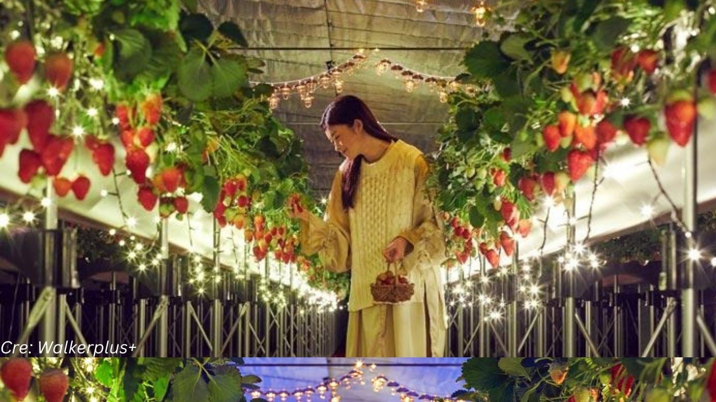 夜間におけるいちご狩りの普及