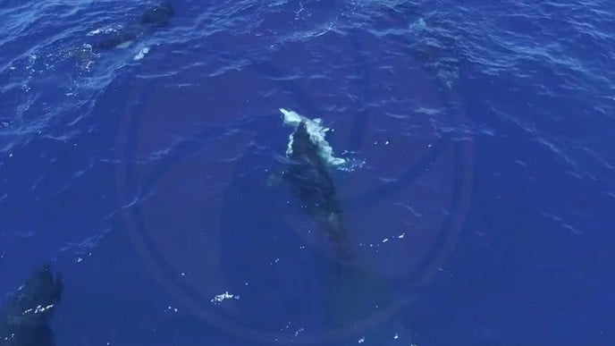 シャチのグループがホホジロザメをおそう　メキシコでドローンがとらえた