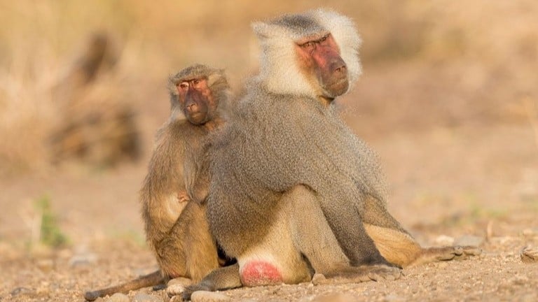 哺乳類における寿命の性差、性選択と繁殖コストの観点