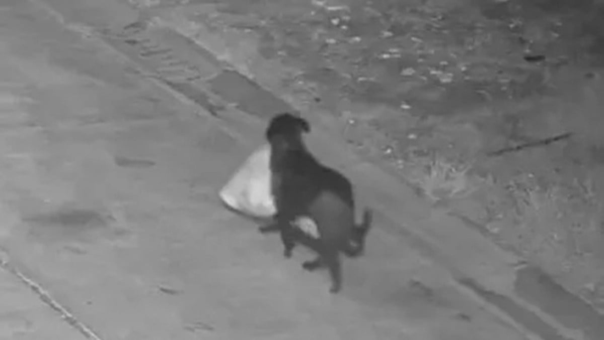 犬にゴミをすてさせた男の人、警察に見つかりお金をはらう（イタリア・シチリア）