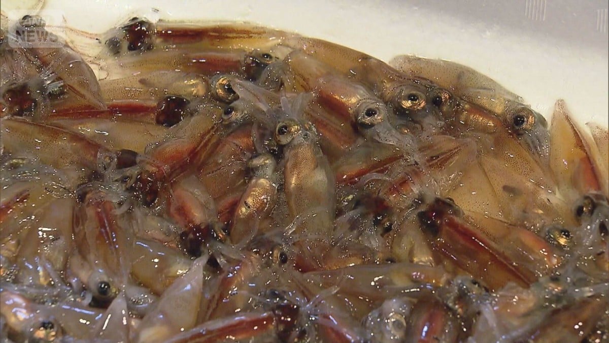 富山でホタルイカの漁がはじまりました